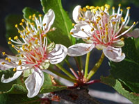 Desert apricot