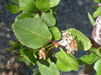 Toothed leaves