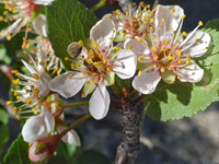 Pinkish-white flowers