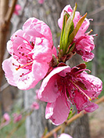 Prunus persica