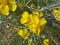 Yellow flowers