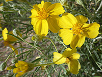 Whitestem paper flower