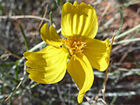 Whitestem paper flower