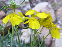 Buds and flowers