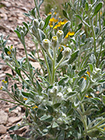 Leaves and buds