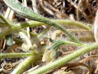 Hairy stems and leaves