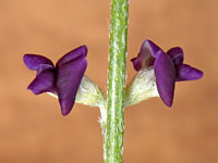 Psoralidium junceum