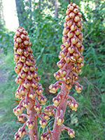 Pterospora andromedea