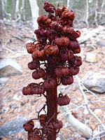 Woodland pinedrops