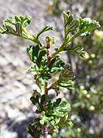 Glandular leaves