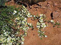 Many flowers