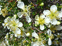 Flowers and stems