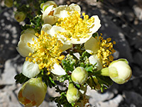 Yellow anthers