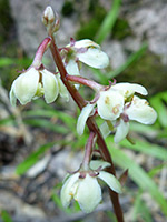 Pyrola picta