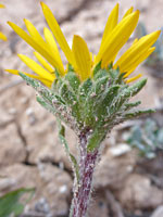 Green phyllaries and yellow ray florets