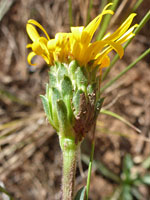 Florets and phyllaries