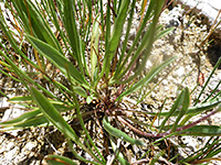 Basal leaves