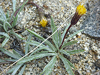 Leaves and flower stalk