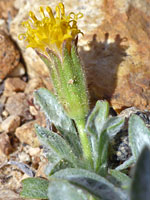 Short-stemmed flowerhead