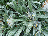 Grayish green leaves