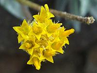 Yellow disc florets