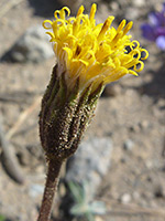 Sandy flowerhead