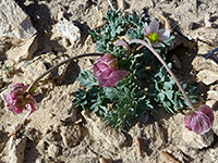 Basal leaves