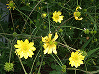 Flowers and stalks