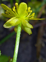 Sparsely hairy stalk