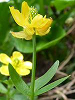 Eschscholtz's Buttercup