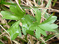 Hairless leaves