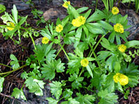 Leaves and flowers