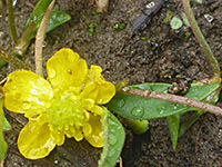 Greater Creeping Spearwort