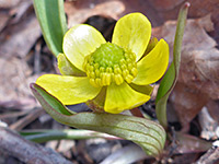 Ranunculus glaberrimus