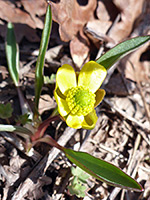 Flower and leaves