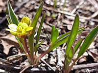 Sagebrush Buttercup