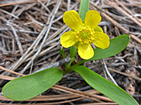 Single yellow flower