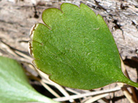 Notched leaf