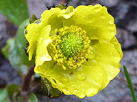 Rocky Mountain buttercup