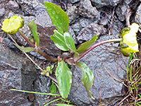 Rocky Mountain Buttercup