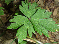 Divided, lobed leaf