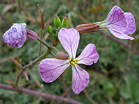 Flowers and buds