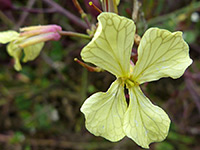 Veined petals