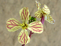 Red and yellow flowers