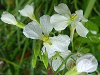 Yellow anthers