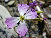 Purple flower