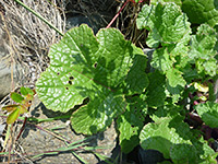 Green basal leaves