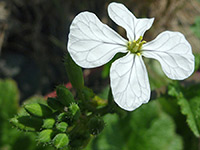 White flower