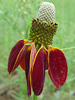 Flowerhead