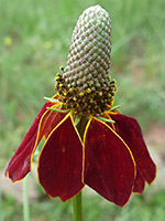 Upright Prairie Coneflower